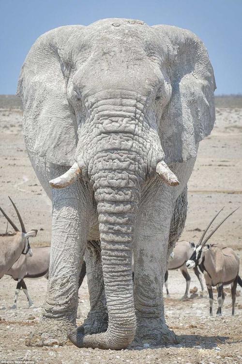 纳米比亚:大象为防晒裹满白色粘土 假装自己是石膏雕"象"