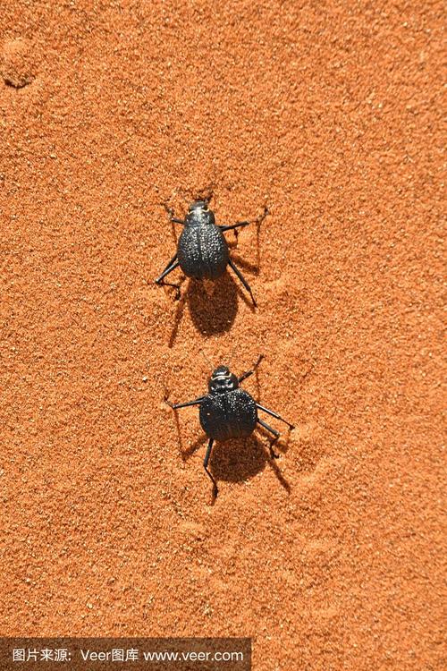 纳米布沙漠甲虫