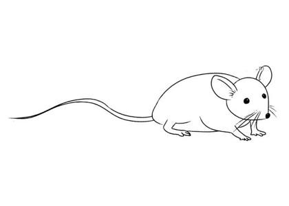 偷东西的小老鼠简笔画图片,图片,简笔画-学笔画