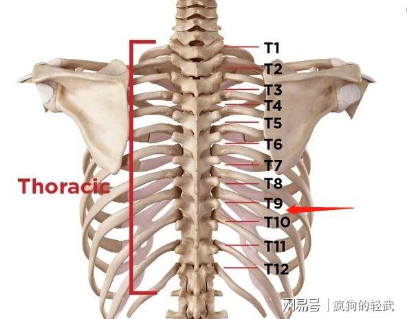 弹回撞碎后肋骨,部分碎片直接刺入左胸内膜,部分碎片则穿透t9-t10胸椎