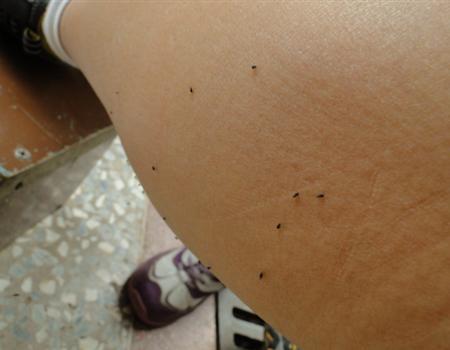 我很想知道这种虫的学名,吸血的,比蚊子小很多,黑色,咬了很痒!