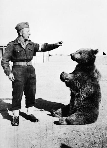 战功赫赫的沃铁二战中的熊战士有军衔以及工资的正式军人