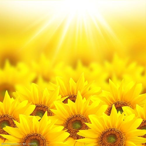 阳光与向日葵背景图片