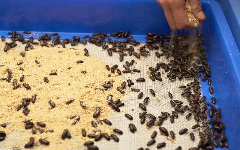 黄粉虫产卵筛的使用方法面包虫繁殖方法养殖工具.