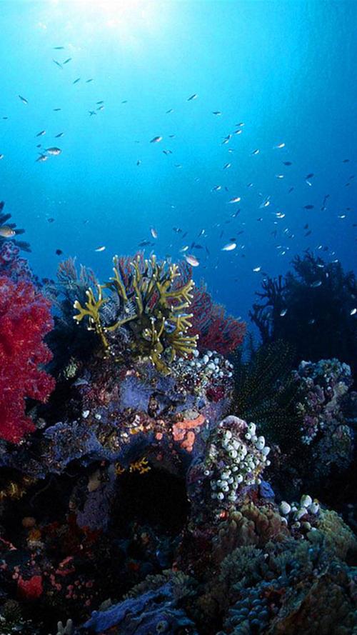 高清海底珊瑚