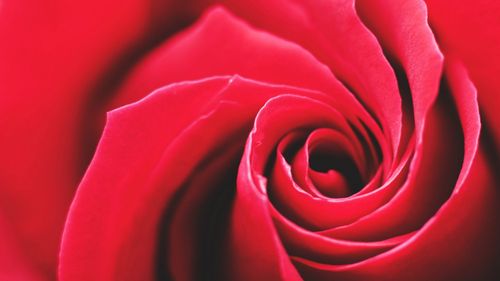 高清红色玫瑰花图片大全-花卉壁纸-高清花卉图片-第5图-娟娟壁纸