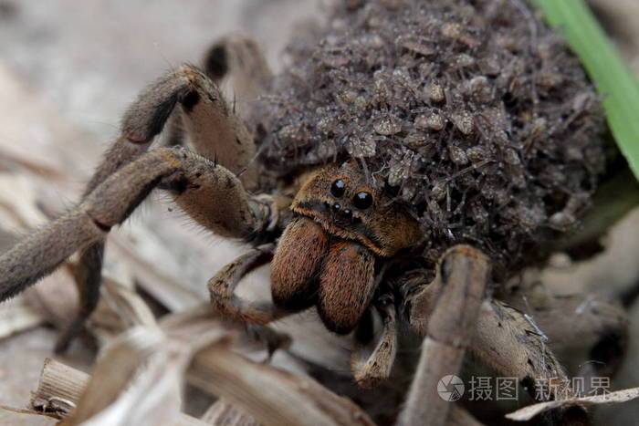 母蜘蛛在她体内携带蜘蛛宝宝