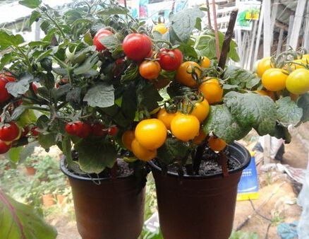盆栽小西红柿种植技术