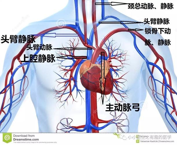 胸部ct解剖入门从主动脉推理出纵膈血管