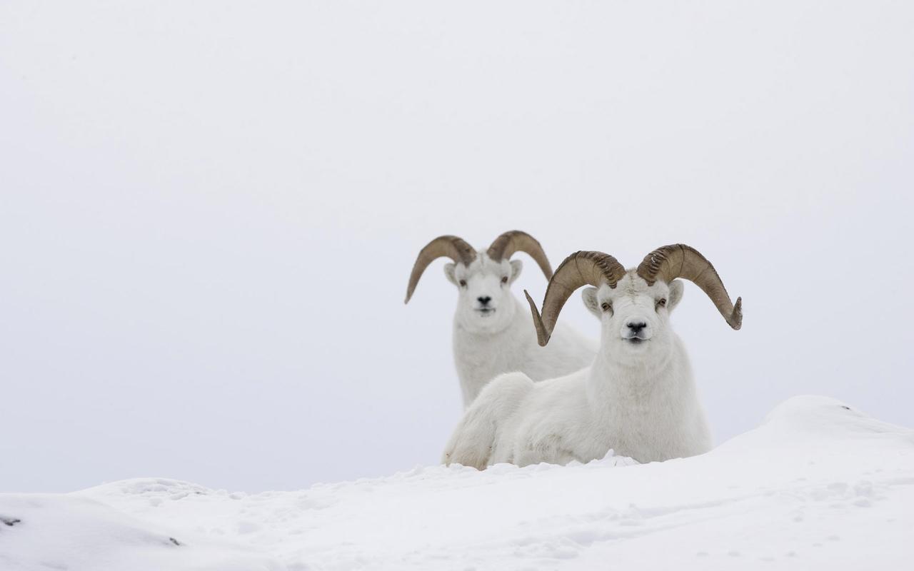 雪地上的野生动物摄影高清壁纸