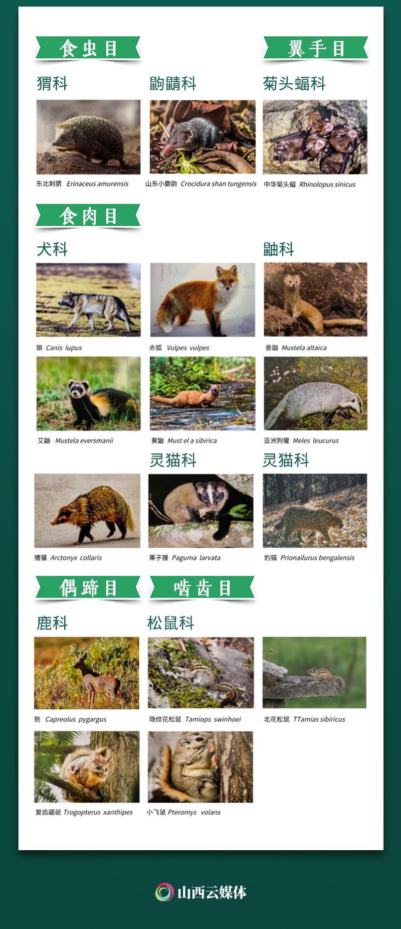 动海报173种新修订的山西省重点保护野生动物名录公布