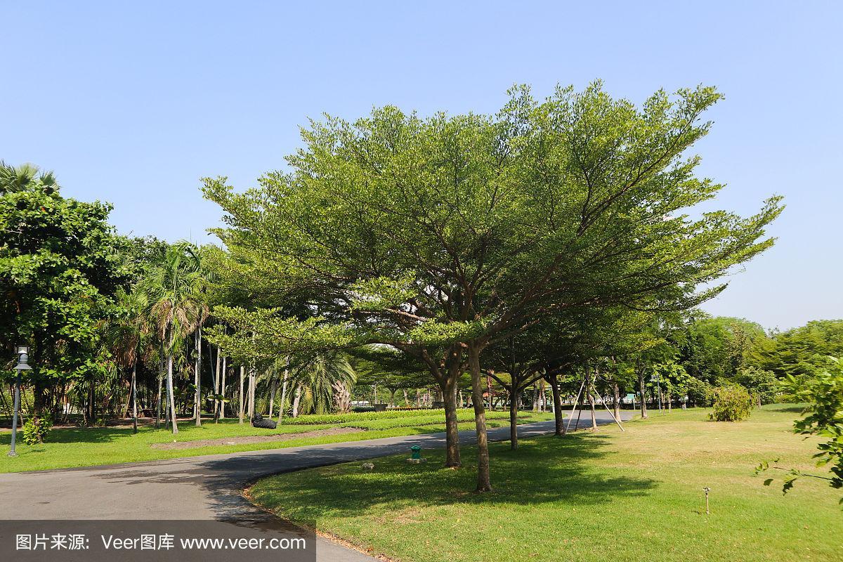 美丽的绿色树木植物森林和鲜花在公共公园和户外花园
