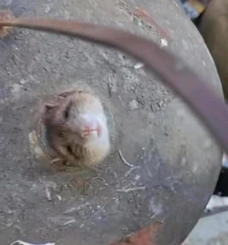 网友:发现一只笨老鼠,要怎么处置它呢?
