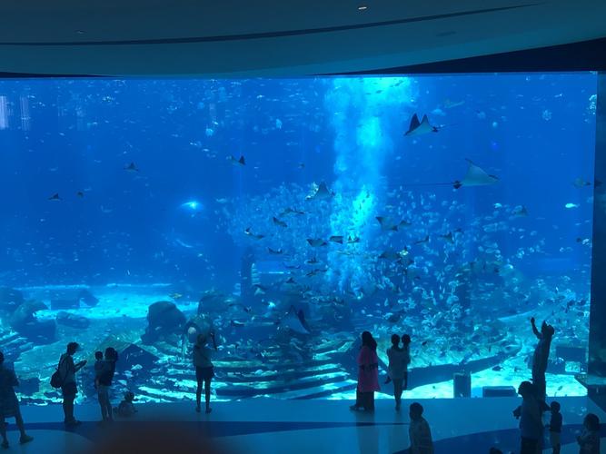 酒店真的超级棒有一个很大的水族馆可以看到非常多的海洋动物站在巨大