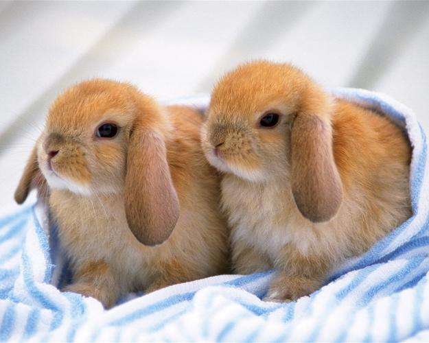 毛茸茸的动物,可爱的兔子 高清壁纸11 - 1280x1024