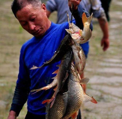 实拍:农村举行抓鱼比赛,农民大叔和农村小伙齐上阵抓鱼
