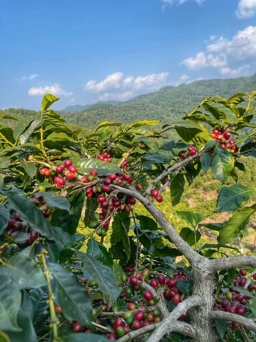 90年代后期,当地还比较贫困,有种植咖啡的咖农找到她父亲,希望他可以