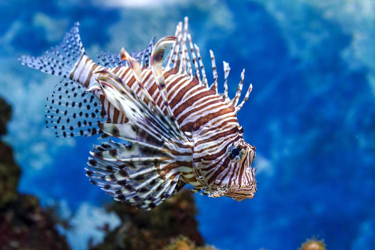水下世界在珊瑚和藻类水生植物水族馆热带珊瑚鱼