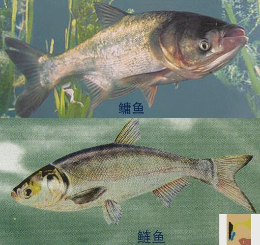 但两者的食性又有所区别的,鲢鱼食浮游植物,鳙鱼食浮游生物