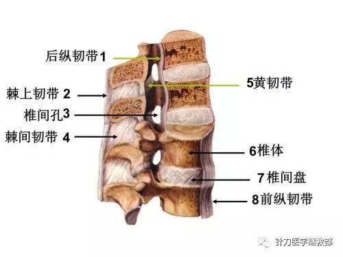 棘上韧带损伤是 架在各椎骨棘突尖上的索状纤维软骨组织.