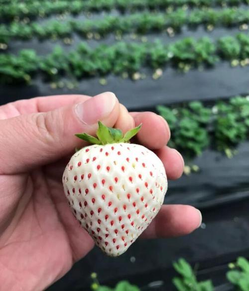 由日本引进的七彩草莓竟然是这么种出来的