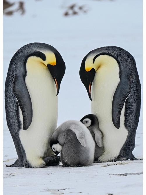 日常更新企鹅岛的帝企鹅及幼崽本人拍摄