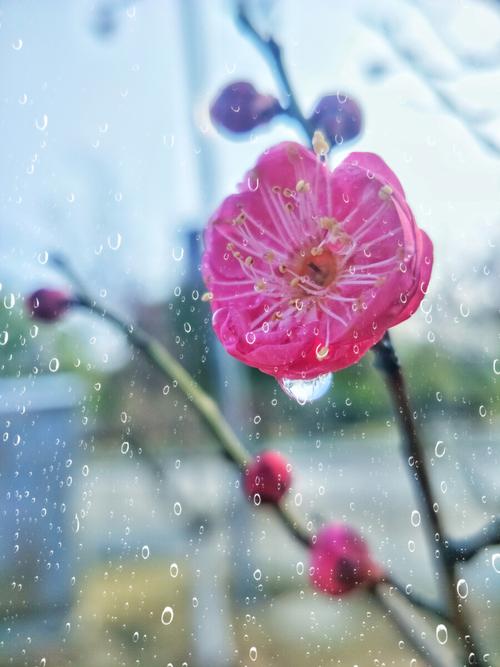 梅花带雨手机摄影冬雨中梅花傲然绽放娇艳欲滴