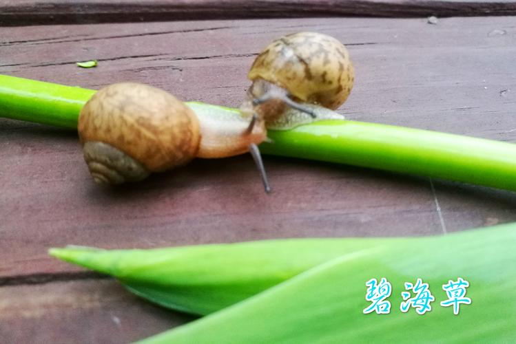 【原创】两只蜗牛的爱情