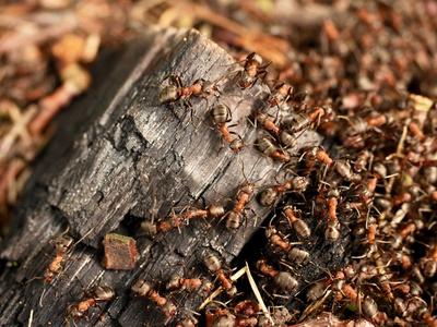 木头士兵野生蚂蚁建立他们的蚁丘,大块被烧焦的木头照片