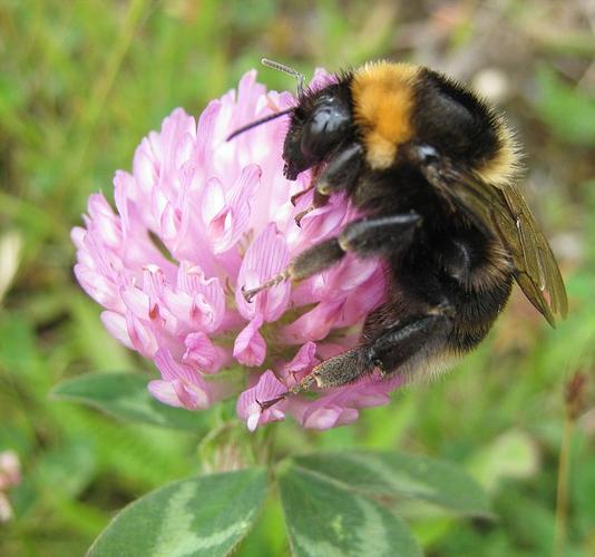 bumblebee)在24年前被宣告灭绝,但现在竟然又重新出现在英国啦!
