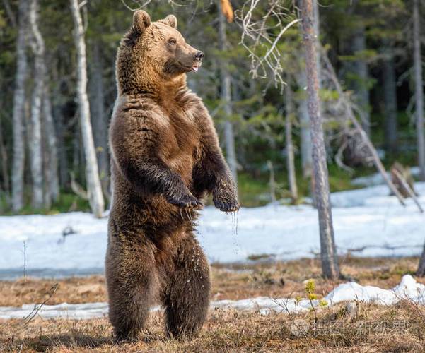 棕色的熊后腿站立