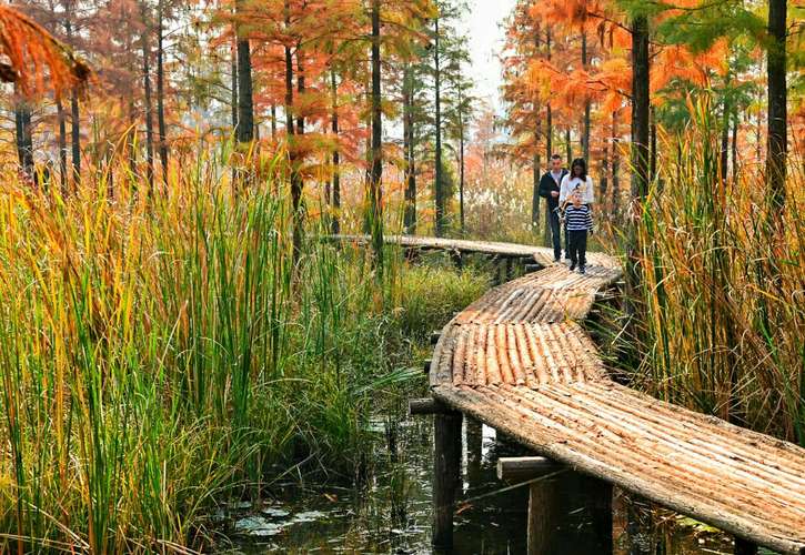 其它 池杉湖湿地公园 写美篇池杉湖国家湿地公园(试点)位于滁州市来安