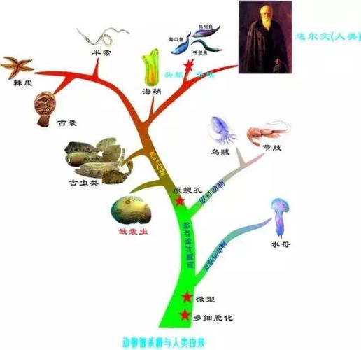 完整的早期动物谱系树框架图.