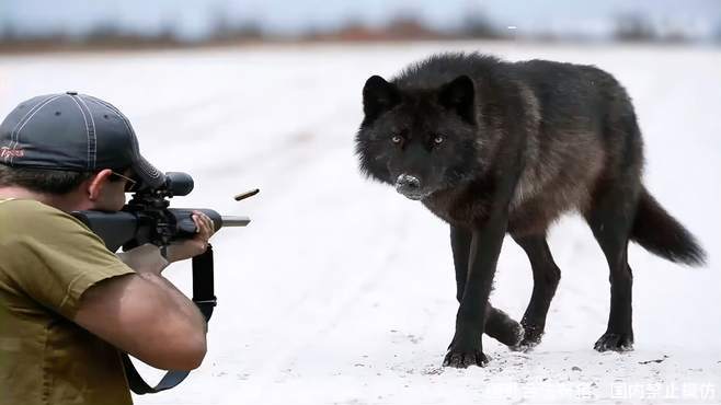 这个猎人真的牛,一个人一天灭了50头狼-一家打狼-动物视频-搜狐视频