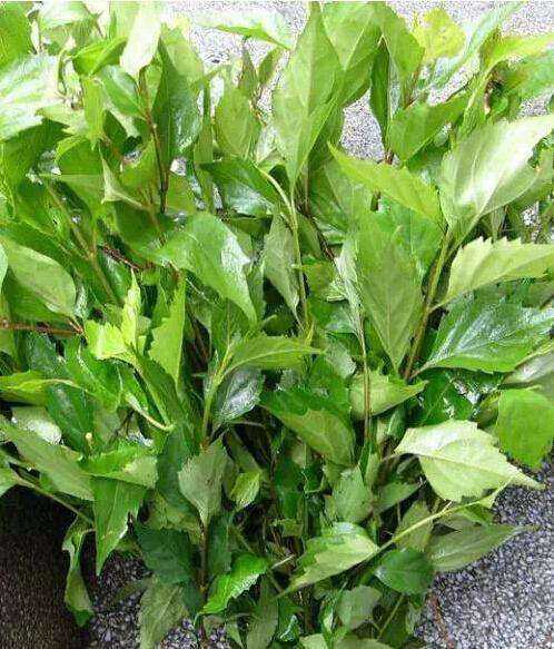 陕西略阳,长着叫神仙叶的植物,用它可以做神仙豆腐,来看一下你们家乡