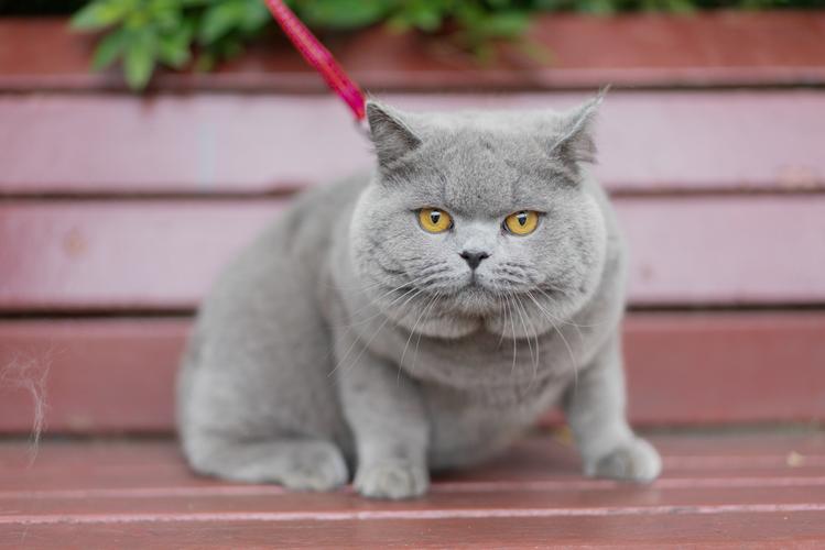 英短 蓝猫 纯蓝色 英国短毛猫 沐米猫舍 适合当种猫
