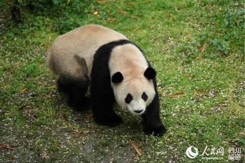 大熊猫"毛桃"突然出现以精神萎靡,倦卧,食欲不振,排粘液便等为特征的"