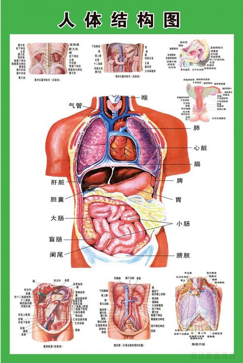 心脏结构示意图 人体内脏解剖示意图医学宣传挂图人体器官心脏结构图