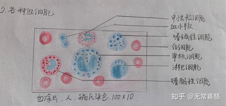 组胚红蓝绘图(居然这么快就结课了)