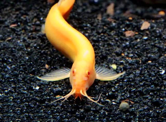 泥鳅,它身上长得有点黄,由于肤色的不一样,大家给它起了个外号叫"黄金