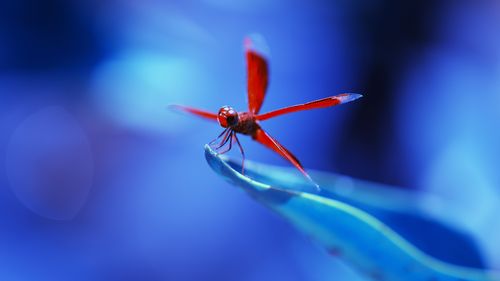 壁纸 红蜻蜓,蓝色背景 3840x2160 uhd 4k 高清壁纸, 图片, 照片