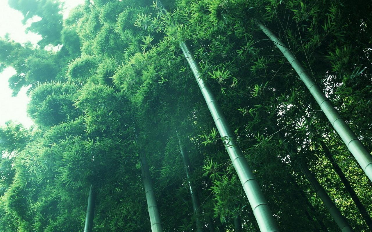 自然风景植物竹naturelandscapebamboo壁纸图片