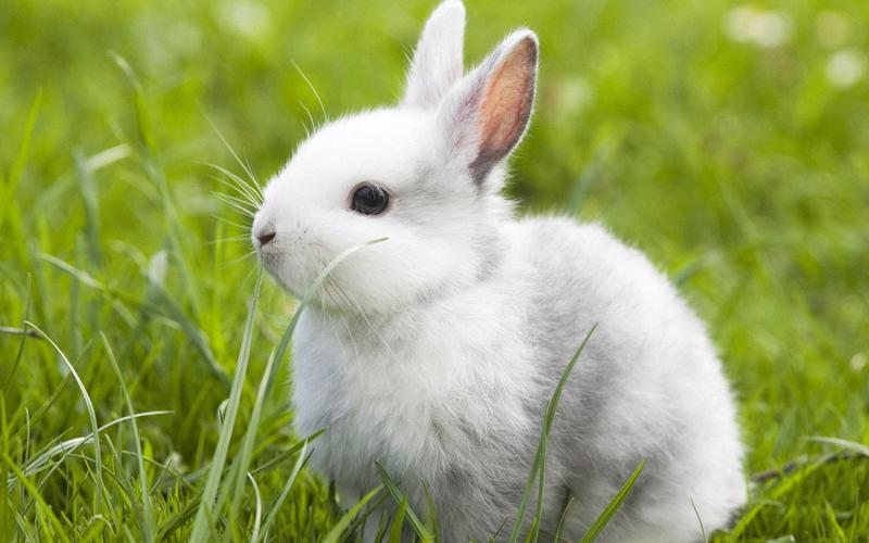 微生态制剂在养殖兔子上的应用