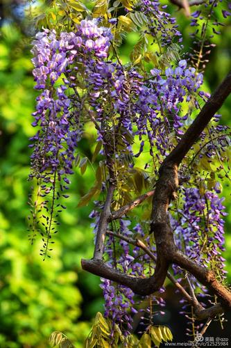 《紫藤树》紫藤挂云木,花蔓宜阳春.密叶隐歌鸟,香风留美人