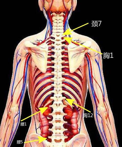 给大家一个穴位的定位描述吧:    肩外俞,在第一胸椎棘突下旁开3寸.