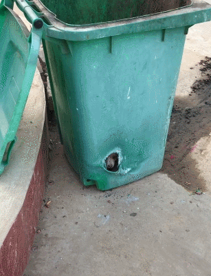 垃圾桶发现一个洞,洞里有只小土狗,网友:福大命大
