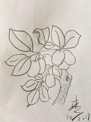 枣树怎么画简单简笔画