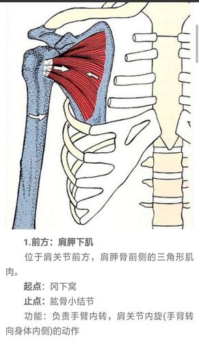 内旋肩关节(盂肱关节),稳定肱骨头在关节盂 起点:肩胛下窝 止点:肱骨