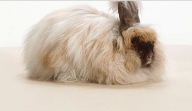 德国安哥拉兔,学名:german angora(德种长毛兔),属毛用兔