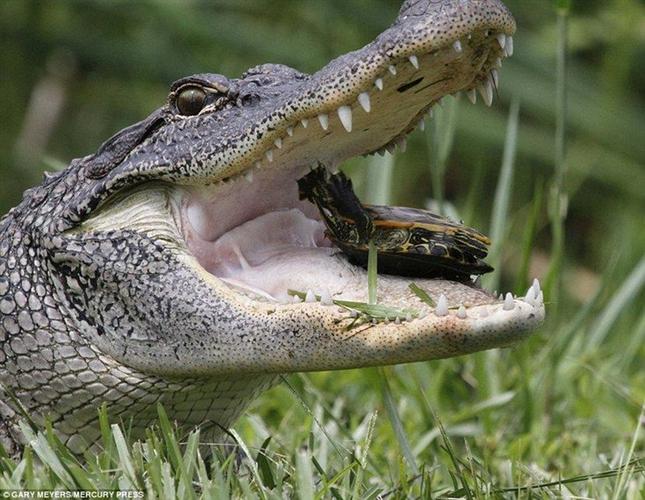 摄影师拍下鳄鱼一口咬烂乌龟